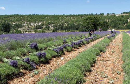 Le gite de lOlivier en Provence - Foto 32