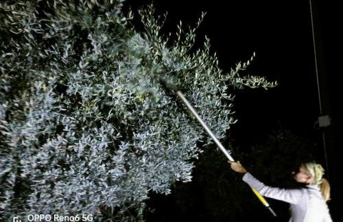 Agriturismo Monaci Templari - Foto 108