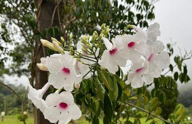 Casa de campos são Francisco Xavier Xavier - Foto 42