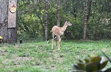 Tranquil Nature Retreat on 12 acres! - Foto 12