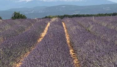 Provence Luberon Bonnieux Location Gite Chez Basile - Foto 2