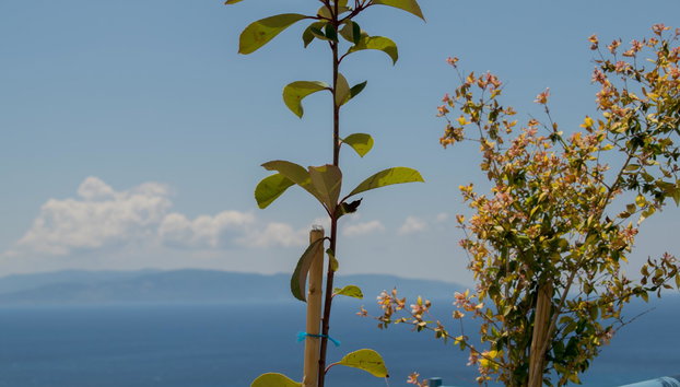 Diana Studios - Foto 4