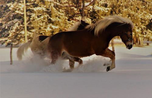 Ferienhof Zum Sagschneider - Foto 21