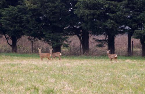 The Cartshed - Photo 24