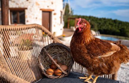 Zante Hidden Hills - Photo 39