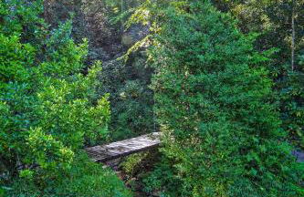 Shaw Creek Cottage with Fire Pit and Forest Views - Foto 26