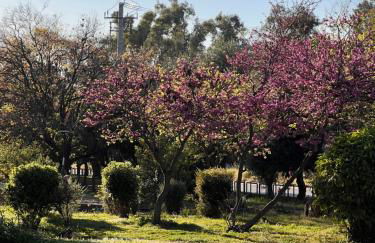 Sunny Athens - Foto 16