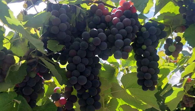 Vides en el valle de Trentino