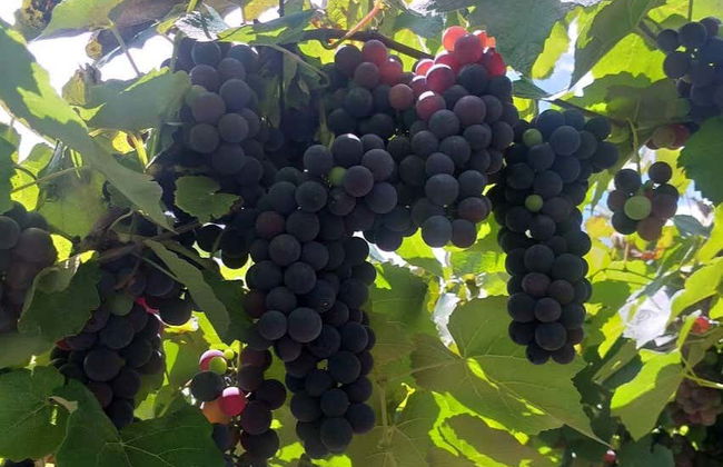 Tour por el valle Trentino + Visita a dos bodegas - Foto 2