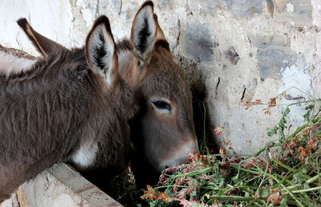 Agriturismo La Casa di Bacco - Foto 25