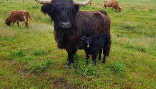 Biolandhof Dorn Highlander vom Elbdeich - Foto 3