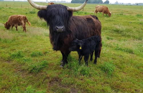 Biolandhof Dorn Highlander vom Elbdeich - Foto 3