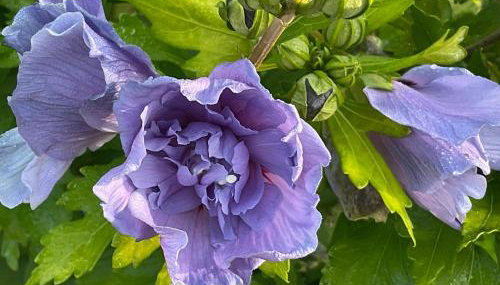 Etzauer Mühle im Taunus, Suite - Foto 2