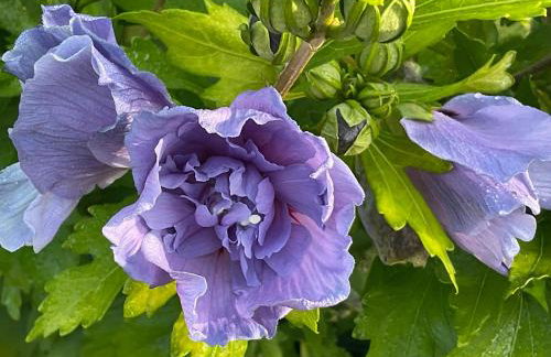 Etzauer Mühle im Taunus, Suite - Foto 2