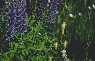 Blickinsfreie - Cabin - Foto 39