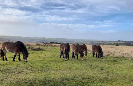 Sheepfold Cottage Dulverton - Foto 30
