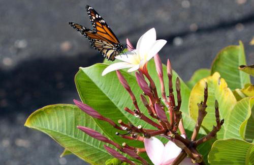 Holiday house Casa Mariposa in Tabayesco - Foto 34