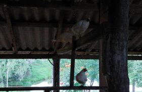 Acomodação do Viveiro Bela Flor - Photo 33