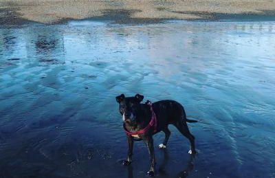 The Beach Huts - Camber Sands - Foto 42