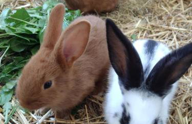 Siedlisko Jelonki - Foto 59