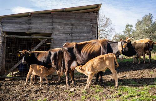 Agriturismo San Basilio - Foto 74
