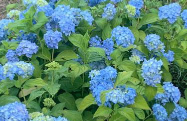 villa taro - Foto 25