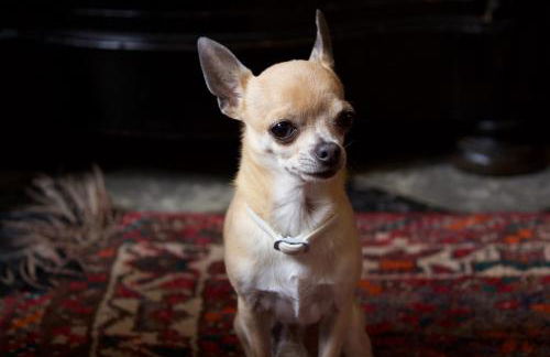 Finca Cas Sant - Foto 46