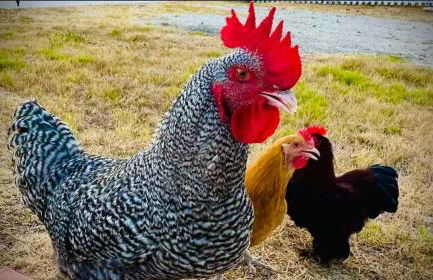 Kingsby Farmhouse - 1BR with 2 Queens & Mountain Views - Photo 28