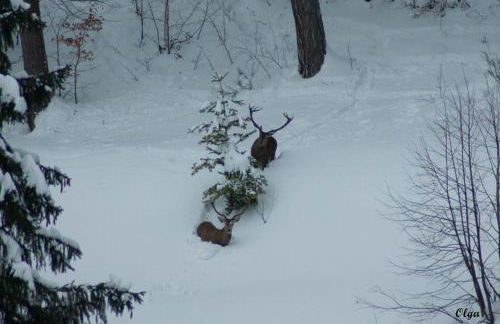 Apartamentos Rurales Casa Marcelo II - Foto 48