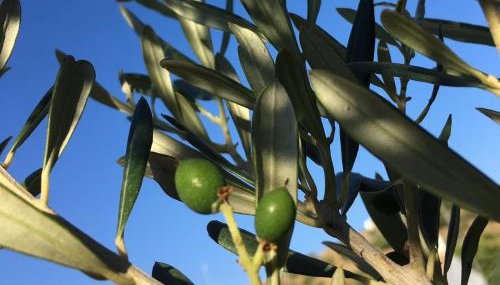Algarrobo Azul - Foto 2