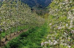 Cevedale-Valdisole - Foto 24