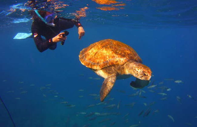 Tenerife Snorkelling & Sea Turtle Watching - Photo 7