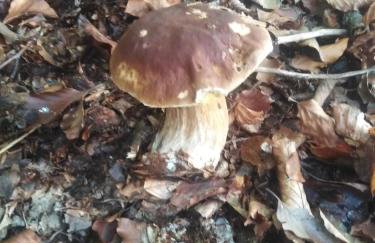 Waszczyszynówka Bieszczady - Foto 16