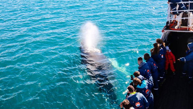 Avvistamento Classico di Balene da Dalvík - Foto 5
