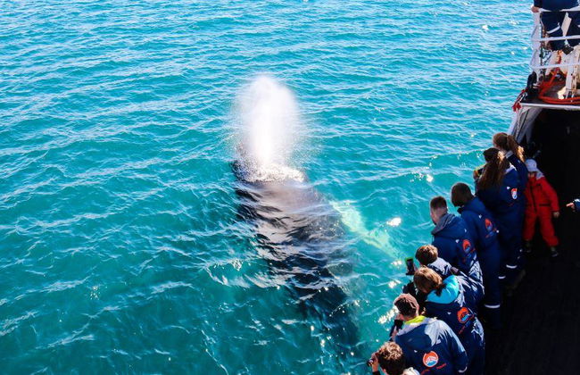 Avvistamento Classico di Balene da Dalvík - Foto 5