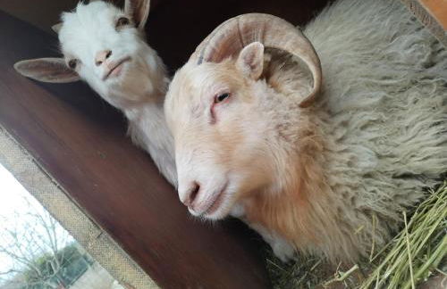 Cottoni Natural Space - Foto 31