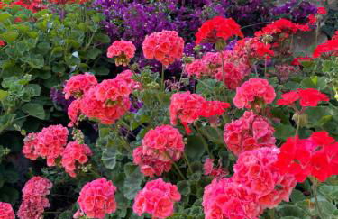 Casa Belvedere - Foto 72