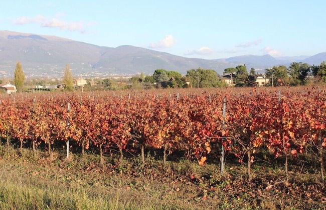 Agriturismo Fratelli Angelucci - Foto 31