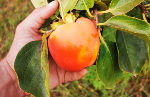 Azienda Agrituristica Baglio Carta - Foto 61
