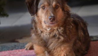 FeWo im Vest - Foto 5, pet friendly