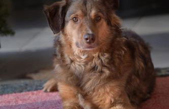 FeWo im Vest - Foto 5