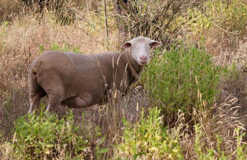 Renovated Wine Press House - WITH POOL - Foto 30