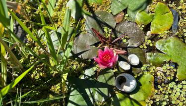 Ferienwohnung Lindenberg - Foto 3, Garden
