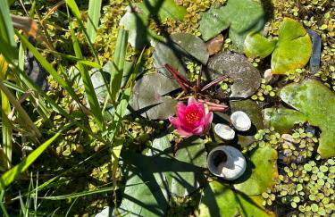 Ferienwohnung Lindenberg - Foto 3