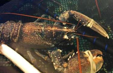 Vacances plages, mer, balades ou GR34 ! - Foto 13