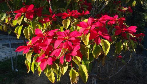 Quinta do Julião - Foto 5, Garden