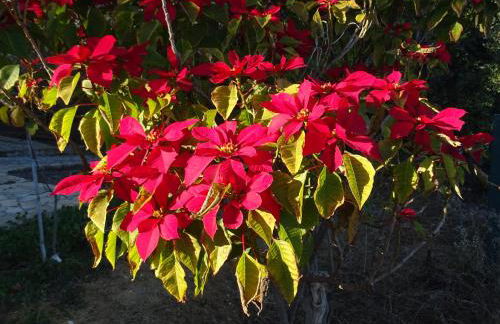 Quinta do Julião - Foto 5