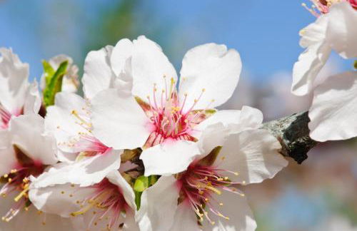 Casa de l'hort - Els Valentins - Foto 25