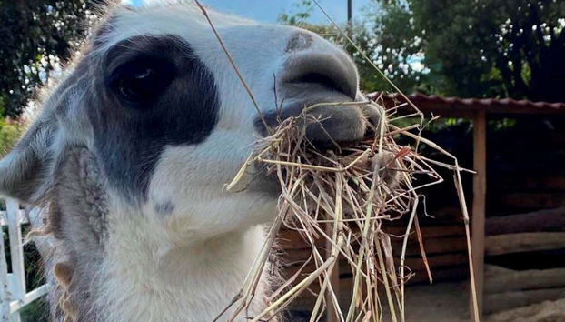 Visitando a los animales de la finca