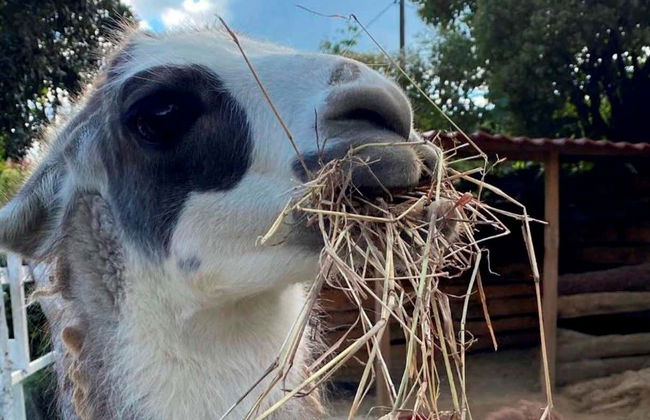 Excursión a la finca Paseo de las Nubes - Foto 4